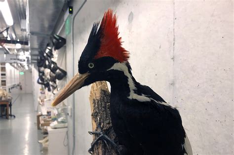 Videos may show ivory-billed woodpeckers as feds move toward extinction decision